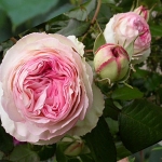 Pierre de Ronsard / П’єр де Ронсар